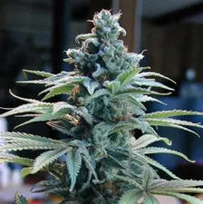 Blue Cheese Weed Plant