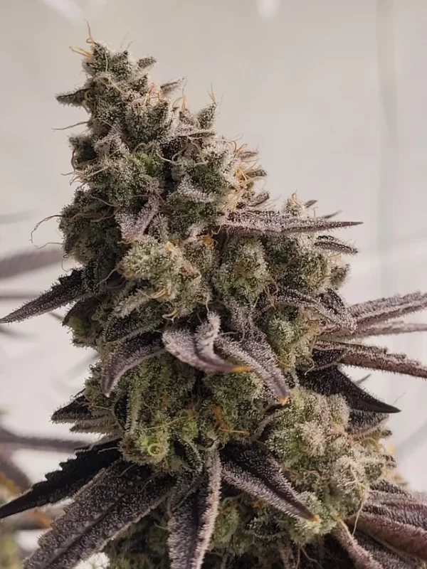 Frosted Funk Cannabis
